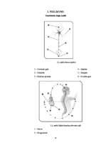 Referāts 'Akupunktūras izmantošana sāpju sindroma gadījumā', 33.