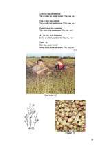 Referāts 'Lini', 20.