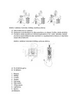 Konspekts 'Gāzu sadales mehānisms', 3.