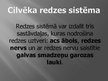 Prezentācija 'Acs uzbūve un redzes problēmas', 15.