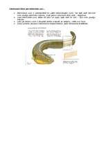 Konspekts 'Elektriskais zutis (Electrophorus electricus)', 2.