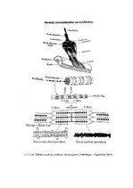 Referāts 'Muskuļu garuma noteikšana Daugavpils skolu 4.klašu zēniem', 26.