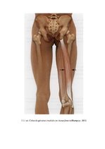 Referāts 'Muskuļu garuma noteikšana Daugavpils skolu 4.klašu zēniem', 27.