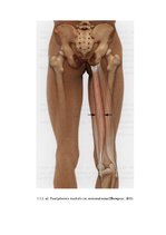 Referāts 'Muskuļu garuma noteikšana Daugavpils skolu 4.klašu zēniem', 28.