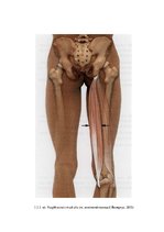 Referāts 'Muskuļu garuma noteikšana Daugavpils skolu 4.klašu zēniem', 29.