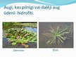 Prezentācija 'Augu pielāgošanās mitruma režīmam', 2.
