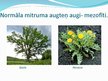 Prezentācija 'Augu pielāgošanās mitruma režīmam', 7.