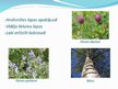 Prezentācija 'Augu pielāgošanās mitruma režīmam', 8.