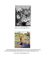 Referāts 'Margrietiņa - pīpene', 20.