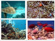 Referāts 'Austrālijas ekonomiski - sociālais raksturojums', 43.