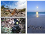 Referāts 'Austrālijas ekonomiski - sociālais raksturojums', 45.