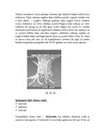 Referāts 'Zibens', 3.