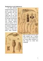 Referāts 'Vēži jeb vēžveidīgo (Crustacea) klase', 6.