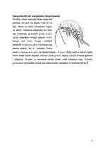 Referāts 'Vēži jeb vēžveidīgo (Crustacea) klase', 8.