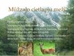 Prezentācija 'Āzijas meži', 6.