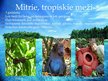 Prezentācija 'Āzijas meži', 7.