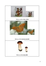 Prakses atskaite 'Ievads logopēdijā', 17.