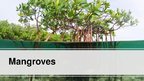 Prezentācija 'Mangroves', 1.