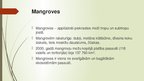 Prezentācija 'Mangroves', 2.