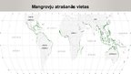 Prezentācija 'Mangroves', 3.