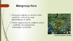 Prezentācija 'Mangroves', 9.
