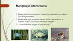 Prezentācija 'Mangroves', 10.