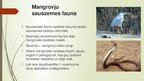 Prezentācija 'Mangroves', 11.