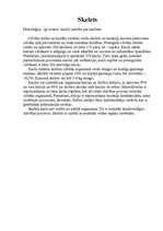 Referāts 'Skelets', 1.