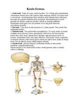 Referāts 'Skelets', 3.