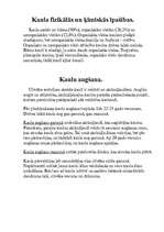 Referāts 'Skelets', 4.