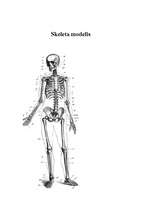 Referāts 'Skelets', 8.