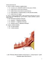 Prezentācija 'Kuņģa karcinoma', 5.