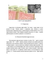 Prezentācija 'Kuņģa karcinoma', 8.