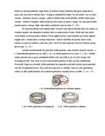 Referāts 'Senlatviešu kāzas', 11.