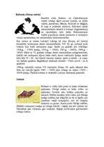 Konspekts 'Rubenis', 1.