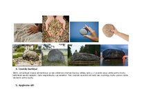 Konspekts 'Plāns rotaļnodarbībai āra vidē (2. posmam) - Akmeņi', 8.