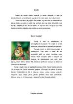 Referāts 'Tauriņi', 3.