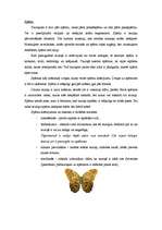 Referāts 'Tauriņi', 5.