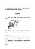 Referāts 'Tauriņi', 7.