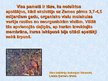 Prezentācija 'Dzīvības bioķīmiskās evolūcijas hipotēze', 8.