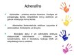 Prezentācija 'Nervu sistēma. Adrenalīns', 3.