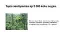 Prezentācija 'Tropiskie meži', 5.