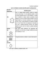 Diplomdarbs 'Patērētāju tiesību aizsardzība un pārkāpumi apavu mazumtirdzniecībā', 73.