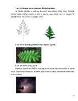 Referāts 'Fraktāļi - ceļš uz haotisko sistēmu pētīšanu', 17.