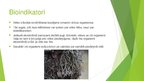 Prezentācija 'Bioindikatori', 6.