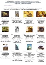 Prezentācija 'Renesanses prove', 1.