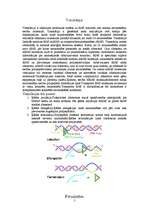 Referāts 'DNS kods', 5.