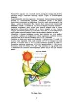 Referāts 'DNS kods', 6.