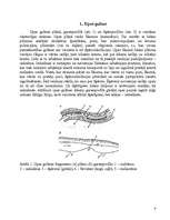 Referāts 'Šķidruma kustība upju gultnēs', 4.