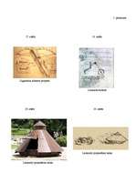 Referāts 'Ģeniālais personības universālums Leonardo da Vinči personā', 35.